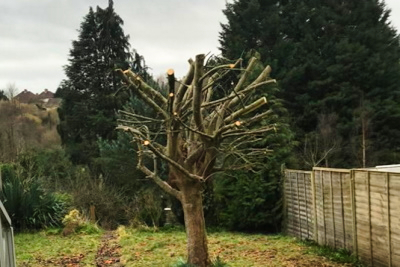 Tree Pruning Service image