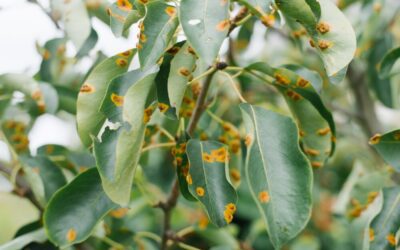 Reasons to Remove Diseased Trees – Why Do It?