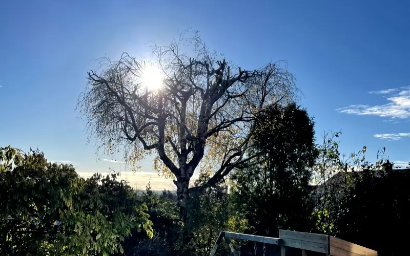 tree-after-trimming-and-pruning