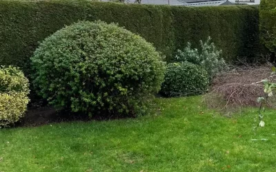 Don’t Overlook These Crucial Tips for Managing Your Garden Hedges